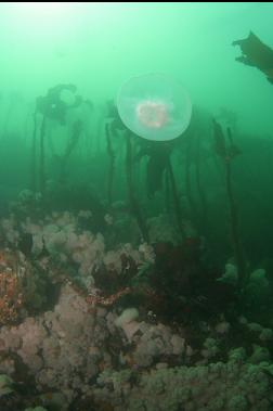 moon jelly, stalked kelp and white anemones