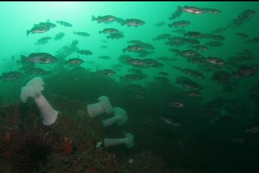 black rockfish near wall