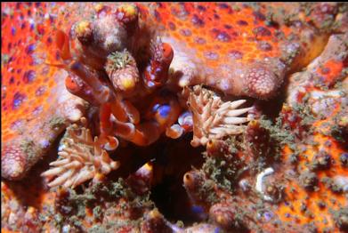 Puget Sound king crab