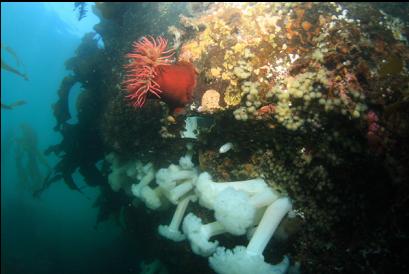 anemones on side of boulder