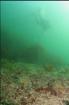 TUBE-DWELLING ANEMONES