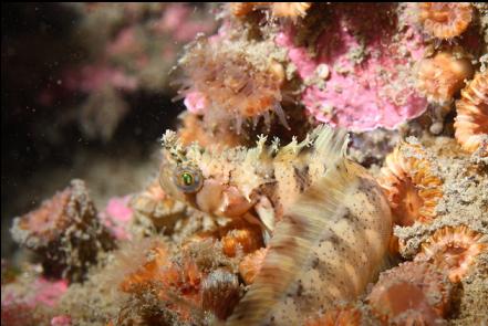 decorated warbonnet