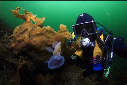 hooded nudibranch