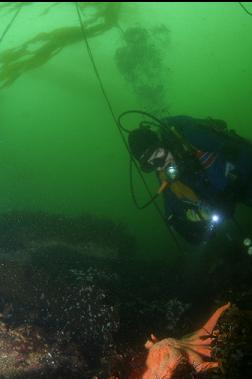 SUNFLOWER STAR UNDER BULL KELP