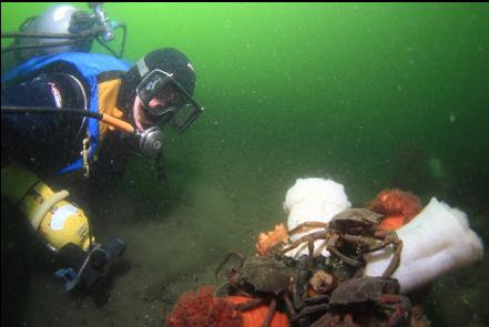 kelp crabs