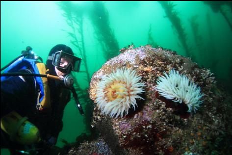 fish-eating anemones