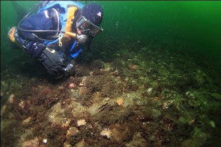 looking at nudibranchs