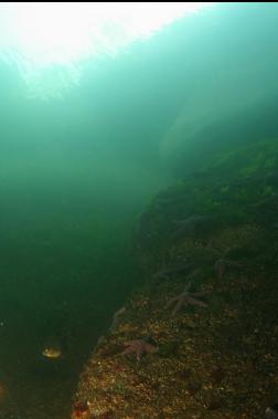 PERCH AND SEASTARS IN SHALLOWS