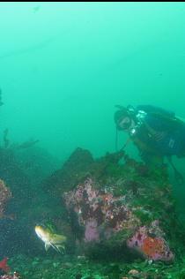 COPPER ROCKFISH