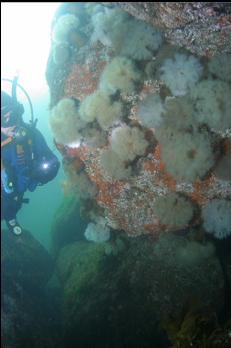 ANEMONES ON BOULDER