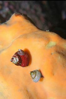 SNAILS ON SPONGE