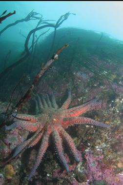 another sunflower star