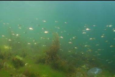 perch in shallows