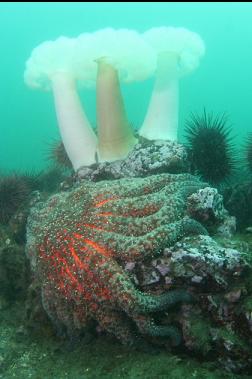 sunflower star, urchins and anemones