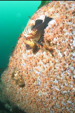 rockfish and zoanthids