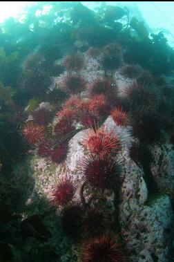 urchins in shallows