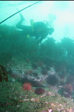 urchins on reef