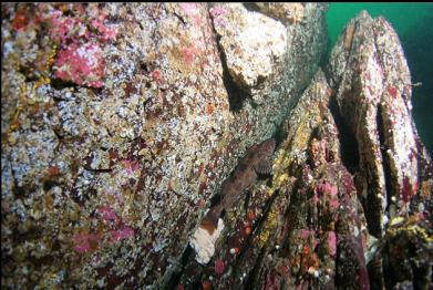 lingcod guarding eggs