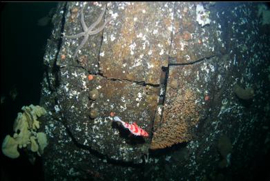 tiger rockfish next to zoanthids on wall