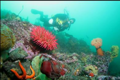 fish-eating anemone