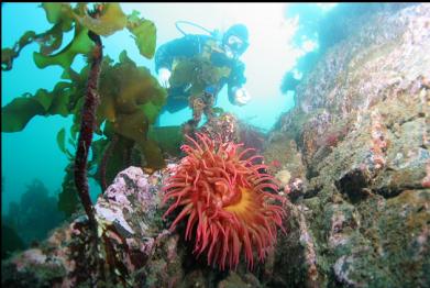 fish-eating anemone