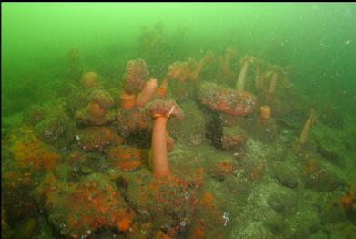 plumose anemones and boulders