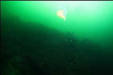 lion's mane with divers in background at top of wall