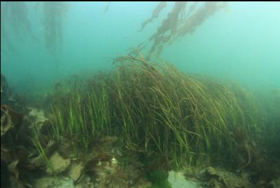 eelgrass in bay