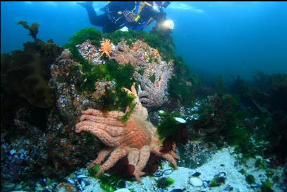 sunflower stars in shallows