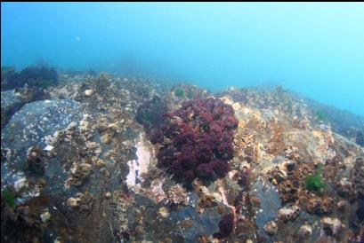 feather duster worms