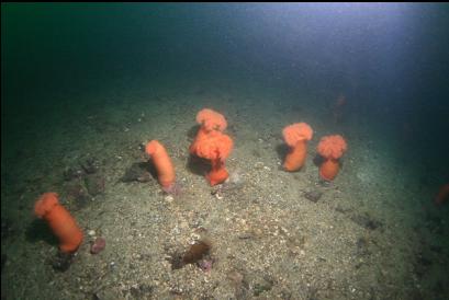 plumose anemones on sand