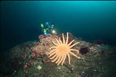 sunflower star and urchins