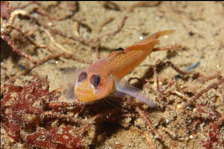 black-eye goby