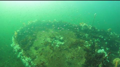 school of perch over the stern