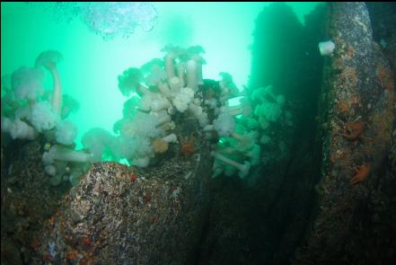 anemones on the wall