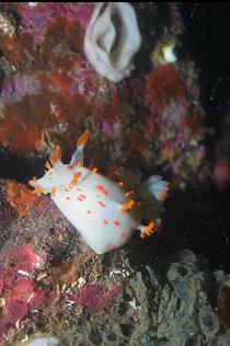 CLOWN NUDIBRANCH 