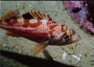 JUVENILE CANARY ROCKFISH