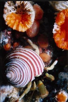 hermit crab and cup corals