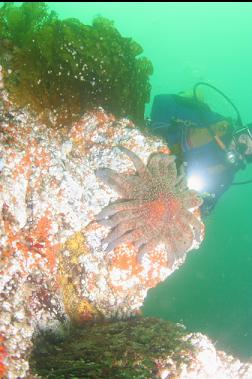 sunflower star and white barnacles