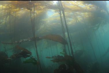 KELP FOREST