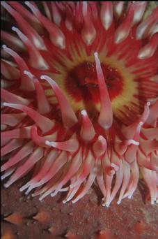 ANEMONE AND CALIFORNIA CUCUMBER