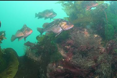 copper rockfish next to pile of metal stuff