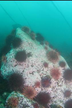 urchins on boulder