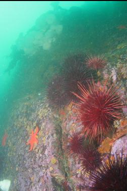 urchins etc near top of 2nd wall