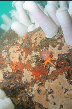 anemones on wall