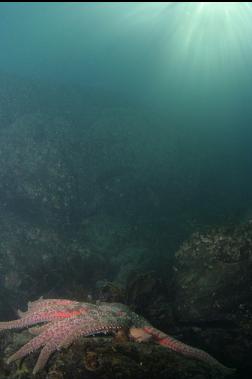 sunflower star in bay