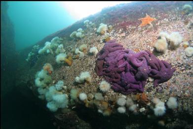 seastars and anemones