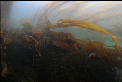 kelp in shallows