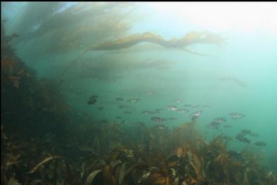 black rockfish under kelp in the current
