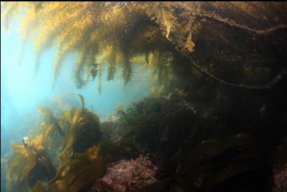 under kelp in shallows